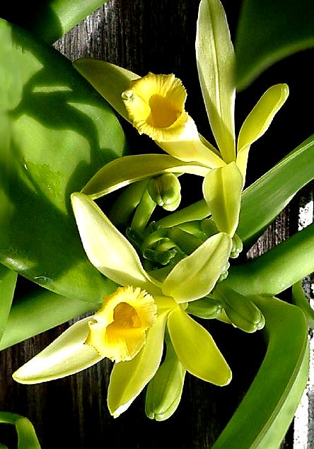 E AÍ, VAI UM SORVETE DE ORQUÍDEA ? (Orquídea Vanilla planifolia) –  ORCHIDSWEB
