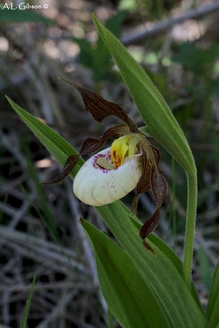orquídeas sapatinho de princesa – ORCHIDSWEB