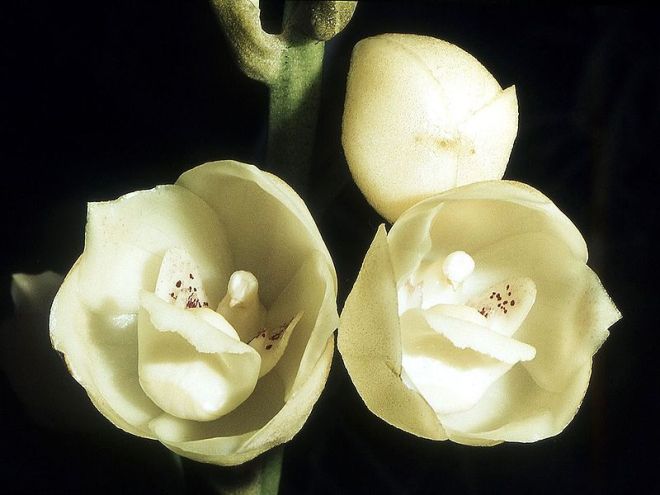orquídea espírito santo – ORCHIDSWEB